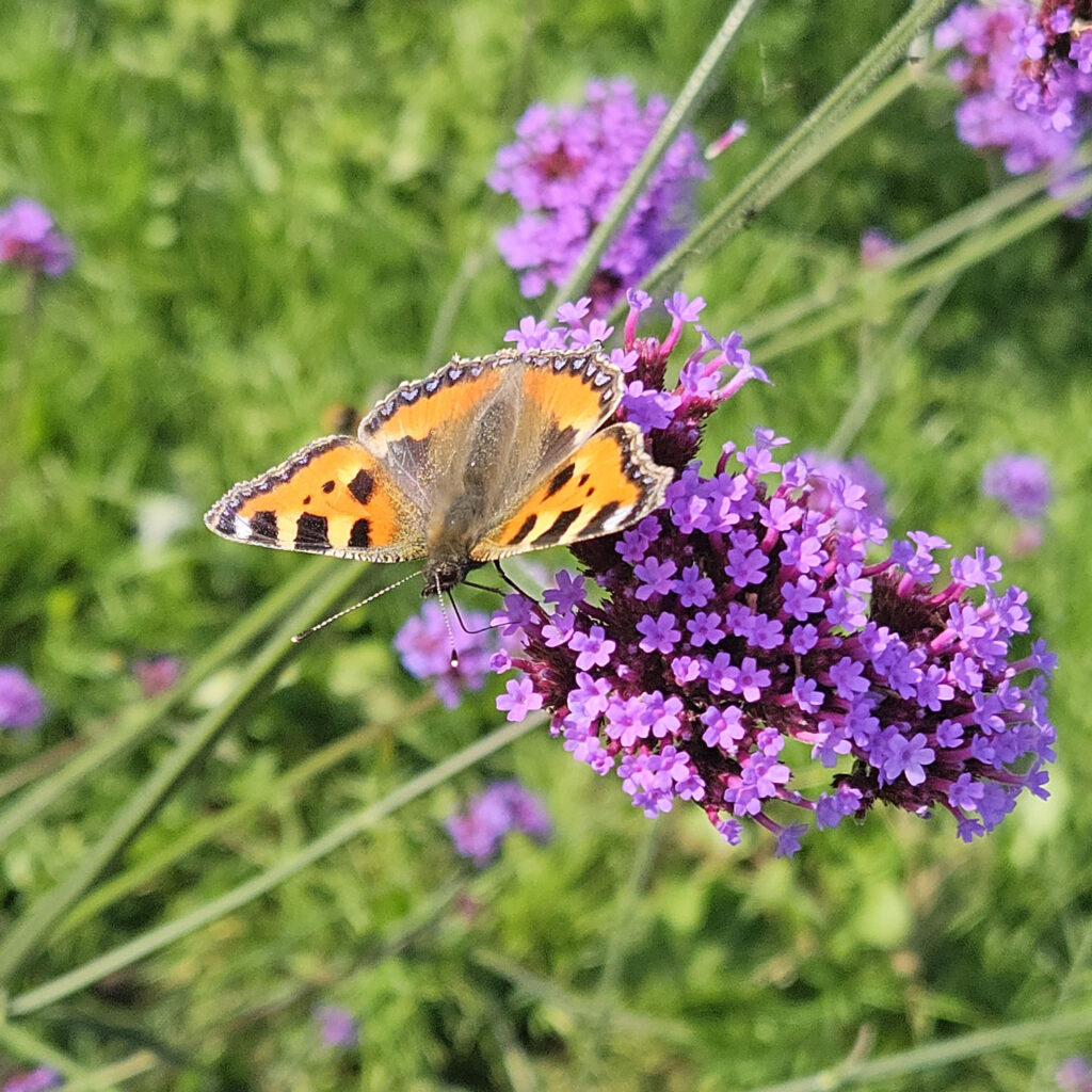 Naturpark Amager